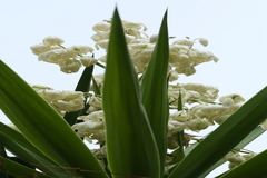Yucca aloifolia